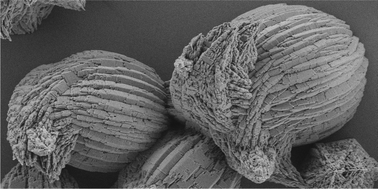 Graphical abstract: Structural evolution of aragonite superstructures obtained in the presence of the siderophore deferoxamine