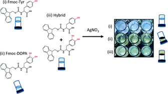 Graphical abstract: Synergetic functional properties of two-component single amino acid-based hydrogels