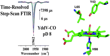 Graphical abstract: Probing the ligand recognition and discrimination environment of the globin-coupled oxygen sensor protein YddV by FTIR and time-resolved step-scan FTIR spectroscopy