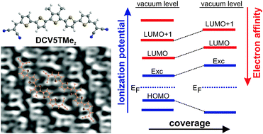 Graphical abstract: Electronic structure and excited state dynamics in a dicyanovinyl-substituted oligothiophene on Au(111)