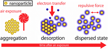 Graphical abstract: Growth behavior of gold nanoparticles synthesized in unsaturated fatty acids by vacuum evaporation methods