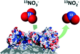 Graphical abstract: Efficient nitrogen-13 radiochemistry catalyzed by a highly stable immobilized biocatalyst