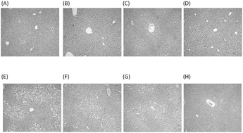 Graphical abstract: Anti-steatotic effects of an n-3 LCPUFA and extra virgin olive oil mixture in the liver of mice subjected to high-fat diet