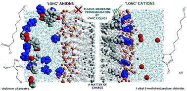 Graphical abstract: Plasma membrane permeabilisation by ionic liquids: a matter of charge