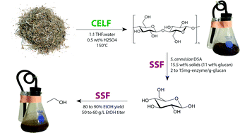 CELF pretreatment of corn stover boosts ethanol titers and yields from ...