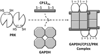 Graphical abstract: Phosphoribulokinase from Chlamydomonas reinhardtii: a Benson–Calvin cycle enzyme enslaved to its cysteine residues