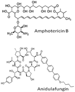 Graphical abstract: Amphotericin B and anidulafungin directly interact with DNA and induce oxidative damage in the mammalian genome