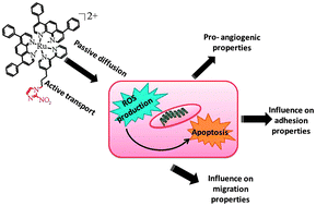 Graphical abstract: The biological effect of the nitroimidazole derivative of a polypyridyl ruthenium complex on cancer and endothelial cells