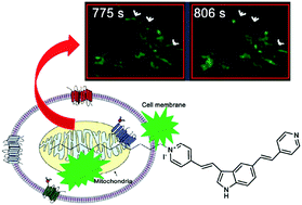 Graphical abstract: A photostable fluorescent probe for rapid monitoring and tracking of a trans-membrane process and mitochondrial fission and fusion dynamics