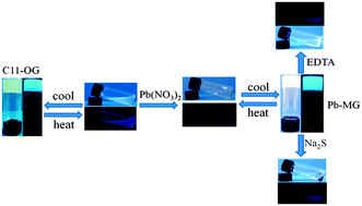 Graphical abstract: A carboxylic acid functionalized benzimidazole-based supramolecular gel with multi-stimuli responsive properties