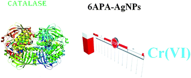 Graphical abstract: Chromium scavenging ability of silver nanoparticles in human erythrocytes, real samples and their effect on the catalase enzyme
