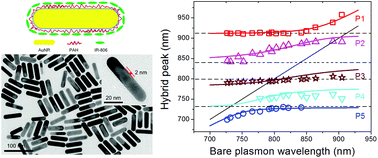 Graphical abstract: Multiple hybridized resonances of IR-806 chromonic molecules strongly coupled to Au nanorods