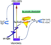 Graphical abstract: Photostability of gold nanoparticles with different shapes: the role of Ag clusters