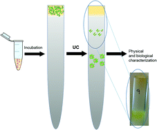 Graphical abstract: Technical tip: high-resolution isolation of nanoparticle–protein corona complexes from physiological fluids