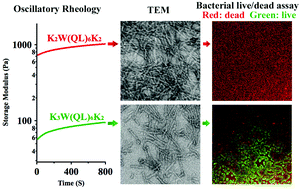 Graphical abstract: Self-assembly of cationic multidomain peptide hydrogels: supramolecular nanostructure and rheological properties dictate antimicrobial activity