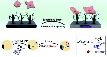 Graphical abstract: Efficient cancer cell capturing SiNWAs prepared via surface-initiated SET-LRP and click chemistry