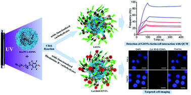 Graphical abstract: Facile fabrication of glycopolymer-based iron oxide nanoparticles and their applications in the carbohydrate–lectin interaction and targeted cell imaging