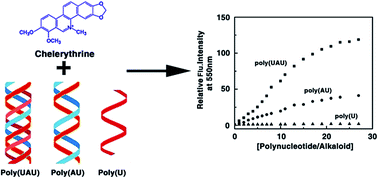 Graphical abstract: Structural and thermodynamic basis of interaction of the putative anticancer agent chelerythrine with single, double and triple-stranded RNAs