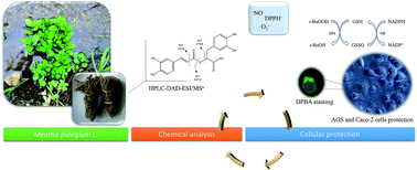 Graphical abstract: Pennyroyal and gastrointestinal cells: multi-target protection of phenolic compounds against t-BHP-induced toxicity