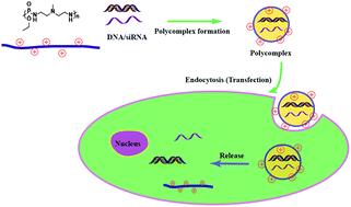 Graphical abstract: Efficient gene and siRNA delivery with cationic polyphosphoramide with amino moieties in the main chain