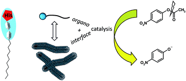 Graphical abstract: Synthesis, self-assembly, and catalytic activity of histidine-based structured lipopeptides for hydrolysis reactions in water