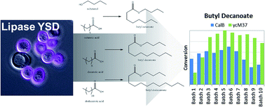 Graphical abstract: Performance in synthetic applications of a yeast surface display-based biocatalyst