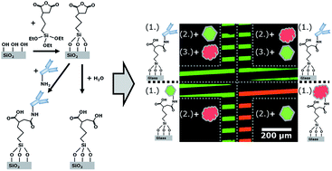 Graphical abstract: A simple two-step silane-based (bio-) receptor molecule immobilization without additional binding site passivation