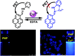 A turn-on fluorescent pyrene-based chemosensor for Cu(ii) with live ...