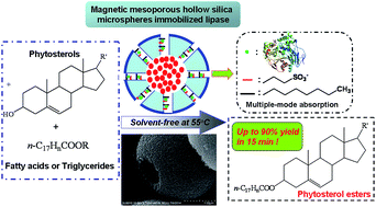 Graphical abstract: A mixed-function-grafted magnetic mesoporous hollow silica microsphere immobilized lipase strategy for ultrafast transesterification in a solvent-free system