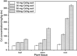 Graphical abstract: Mitigation mechanism of Cd-contaminated soils by different levels of exogenous low-molecular-weight organic acids and Phytolacca americana