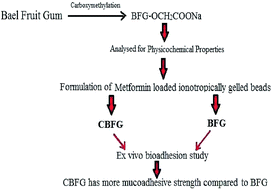 Graphical abstract: Fabrication and characterization of carboxymethylated bael fruit gum with potential mucoadhesive applications