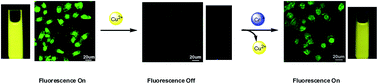 Graphical abstract: A fluorescence on–off sensor for Cu2+ and its resultant complex as an off–on sensor for Cr3+ in aqueous media