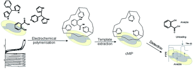 Graphical abstract: 5-Phenyl-dipyrromethane and 5-(4-pyridyl)-dipyrromethane as modular building blocks for bio-inspired conductive molecularly imprinted polymer (cMIP). An electrochemical and piezoelectric investigation