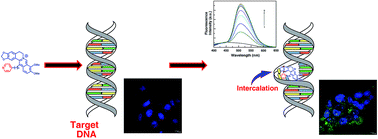 Graphical abstract: New 13-pyridinealkyl berberine analogues intercalate to DNA and induce apoptosis in HepG2 and MCF-7 cells through ROS mediated p53 dependent pathway: biophysical, biochemical and molecular modeling studies