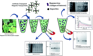 Graphical abstract: Preparation, characterization and application of antibody-conjugated magnetic nanoparticles in the purification of begomovirus