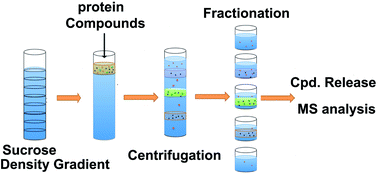 Graphical abstract: Ultracentrifugation-based multi-target affinity selection mass spectrometry