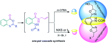 Graphical abstract: A metal-free tandem ring-opening/ring-closing strategy for the heterocyclic conversion of benzoxazin-4-ones to oxazolines