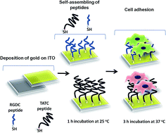 Graphical abstract: Comparative cell adhesion properties of cysteine extended peptide architectures