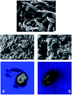 Graphical abstract: Cellulose as an efficient matrix for lipase and transaminase immobilization