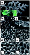 Graphical abstract: Electrospun fibers for oil–water separation