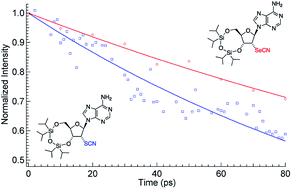 Graphical abstract: Synthesis and evaluation of the sensitivity and vibrational lifetimes of thiocyanate and selenocyanate infrared reporters