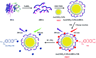 Graphical abstract: A fluorescent nanoprobe based on metal-enhanced fluorescence combined with Förster resonance energy transfer for the trace detection of nitrite ions