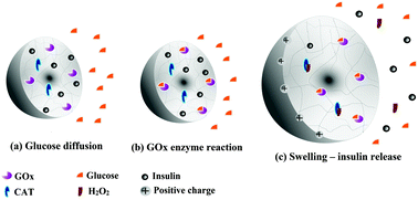 Graphical abstract: Intelligent semi-IPN chitosan–PEG–PAAm hydrogel for closed-loop insulin delivery and kinetic modeling