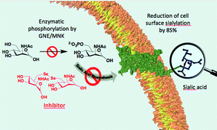 Graphical abstract: Inhibition of the key enzyme of sialic acid biosynthesis by C6-Se modified N-acetylmannosamine analogs