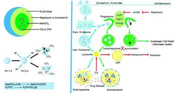 pH-Triggered burst intracellular release from hollow microspheres to ...