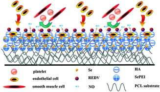 Graphical abstract: Rapid in situ endothelialization of a small diameter vascular graft with catalytic nitric oxide generation and promoted endothelial cell adhesion