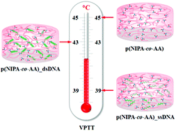 Graphical abstract: Changes in the volume phase transition temperature of hydrogels for detection of the DNA hybridization process