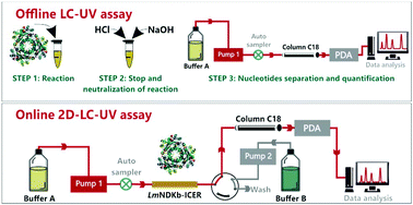 Graphical abstract: Label-free offline versus online activity methods for nucleoside diphosphate kinase b using high performance liquid chromatography