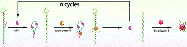 Graphical abstract: A label-free fluorescent adenosine triphosphate biosensor via overhanging aptamer-triggered enzyme protection and target recycling amplification