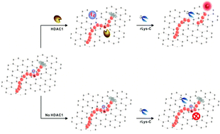 Graphical abstract: Graphene oxide–peptide nanoassembly as a general approach for monitoring the activity of histone deacetylases